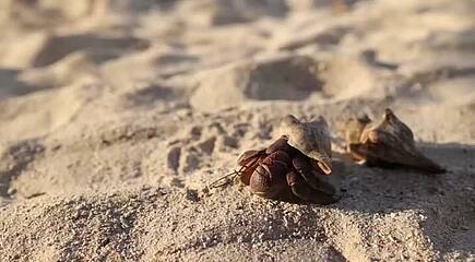 Impressionen vom Bawe Island Resort