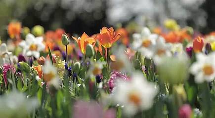 Der Blumenpark Keukenhof in Holland