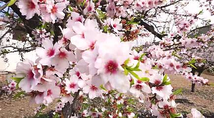 Mandelblüte – Frühlingserwachen auf Sizilien mit Durchführungsgarantie!