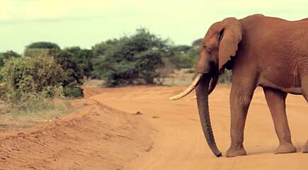 Machen Sie eine Safari in Kenia!