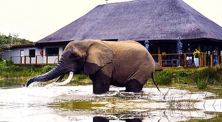 barefoot Addo Elephant Lodge Impressionen