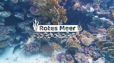 Impressionen Rotes Meer
