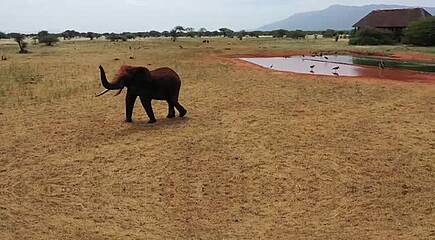 Safarierlebnis in Kenia in der Salt Lick Lodge oder in der Taita Hills Lodge