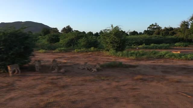 Safarierlebnis in Kenia in der Voi Wildlife Lodge und in der Taita Hills Lodge
